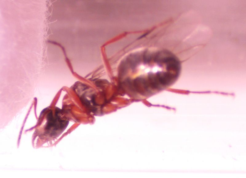 Underside