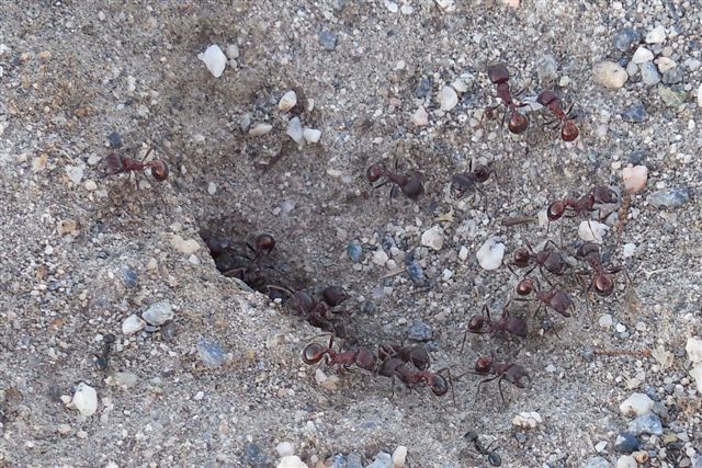Pogonomyrmex rugosus seige Pogonomyrmex rugosus seige