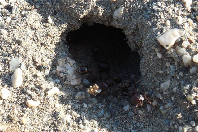 Pogonomyrmex rugosus Entrance