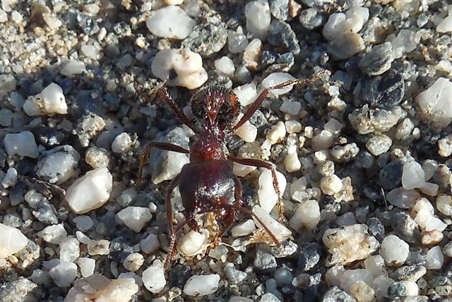 Pogonomyrmex Rugosus Pogonomyrmex Rugosus