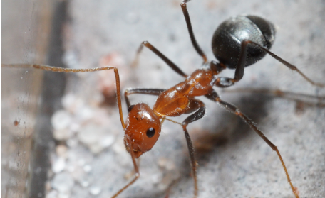 myrmecocystus semirufus worker