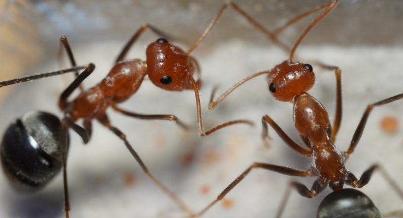 myrmecocystus semirufus 2