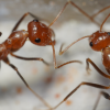 myrmecocystus semirufus 2