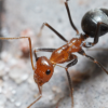 myrmecocystus semirufus worker