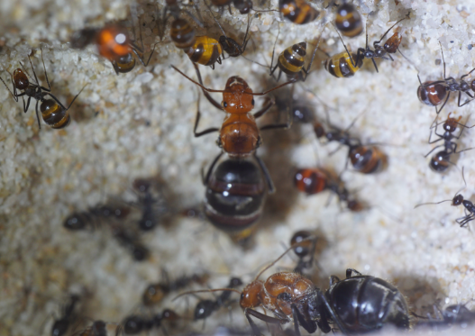 myrmecocystus mendax 2 queens poly