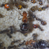 myrmecocystus mendax 2 queens poly