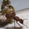 Trachymyrmex 1