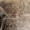 Brood Larva