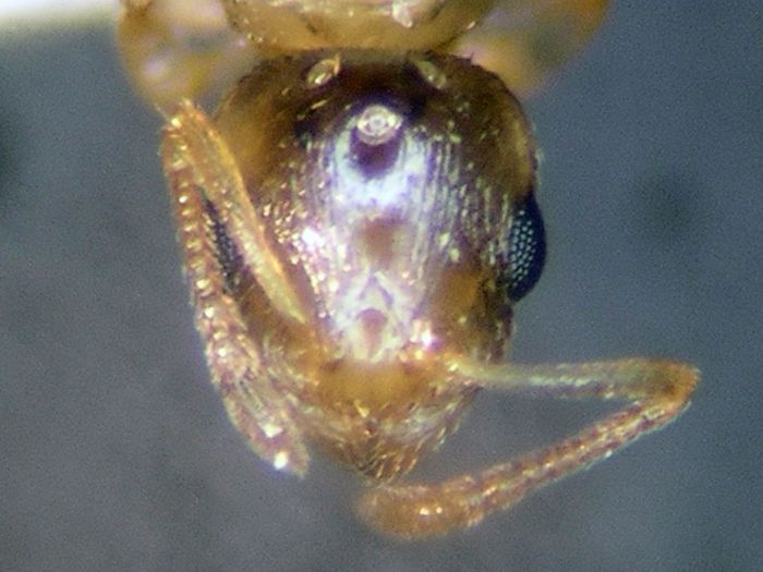 female 03