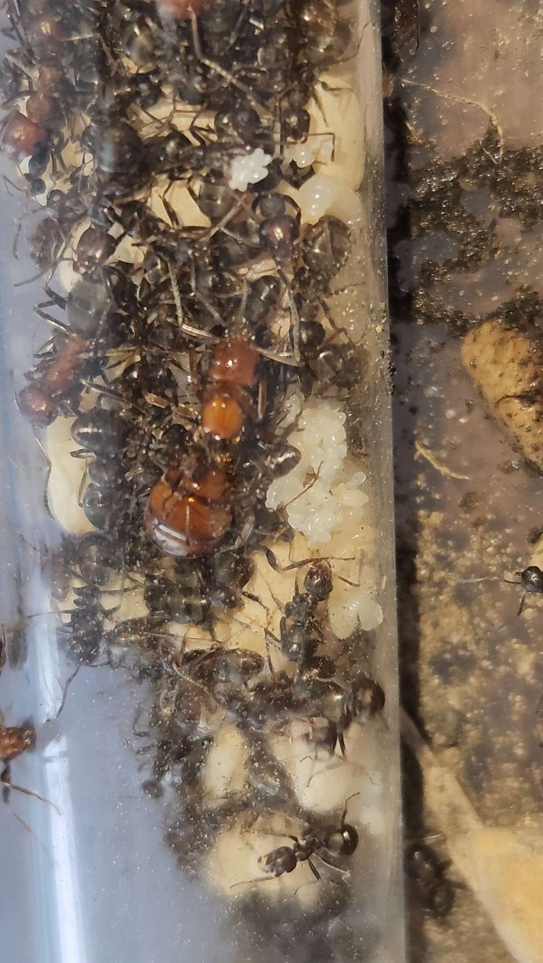formica prociliata colony