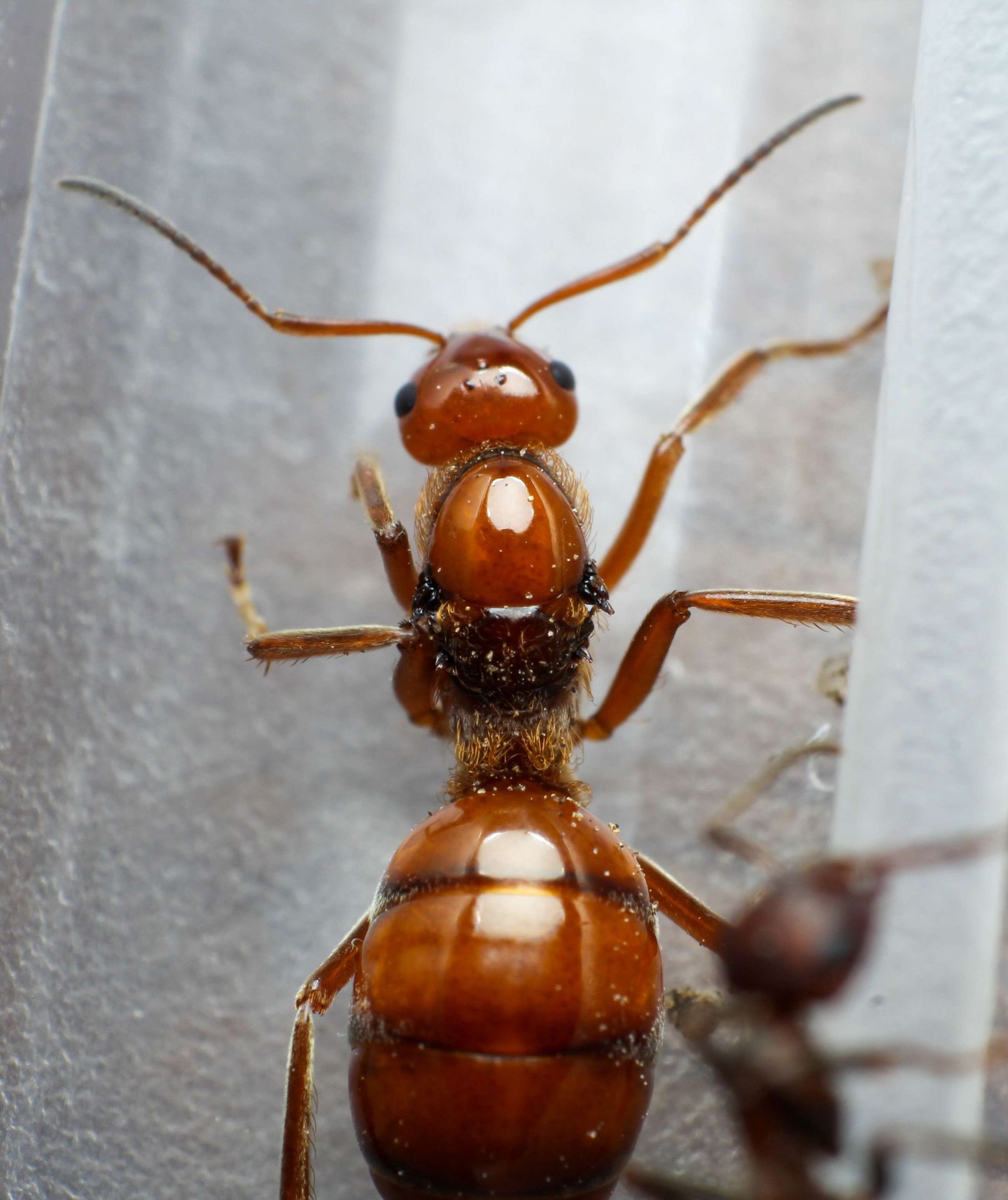 Formica prociliata queen