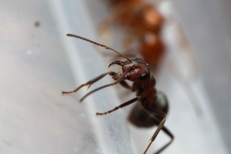 Formica prociliata worker