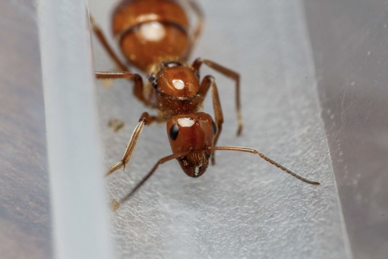 Formica prociliata queen