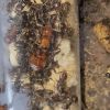 formica prociliata colony