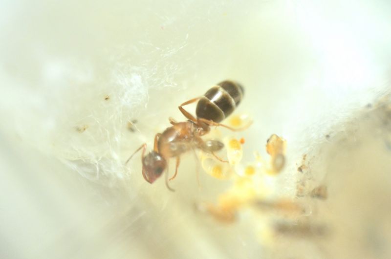 Dorymyrmex bigi