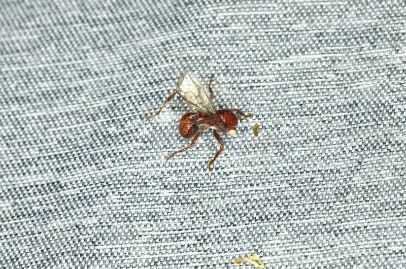 tenuispinus