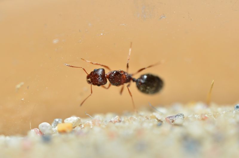 Pheidole clydei