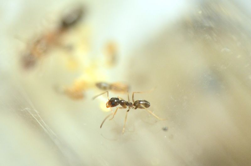 Dorymyrmex bigi