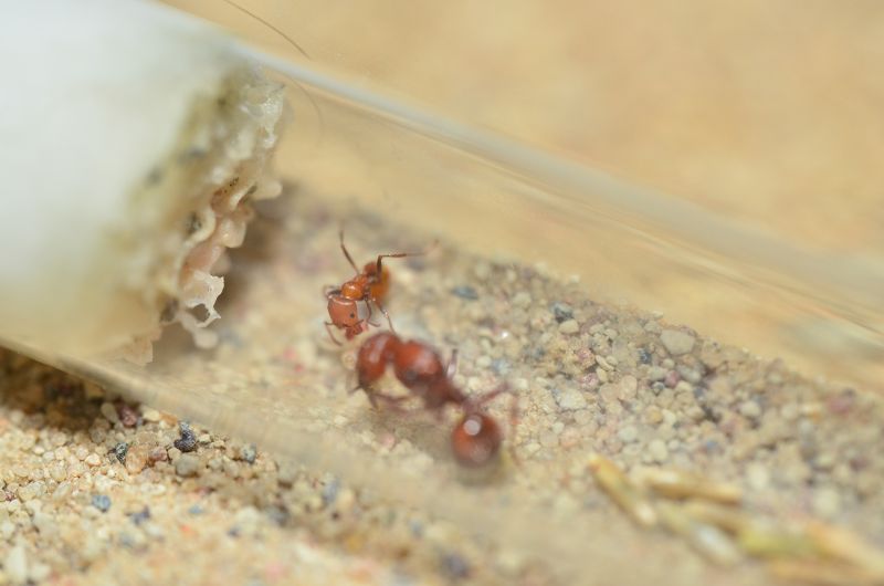 Pogonomyrmex tenuispinus