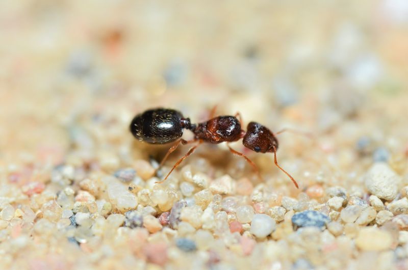 Pheidole clydei