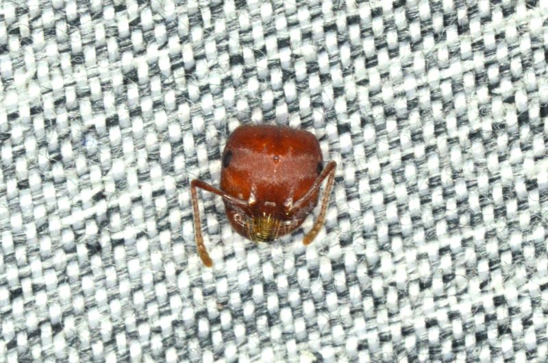tenuispinus