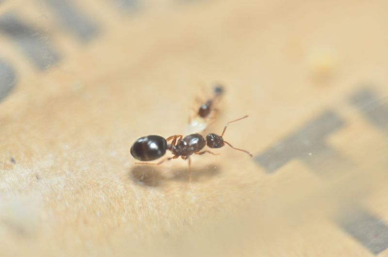 Temnothorax sp