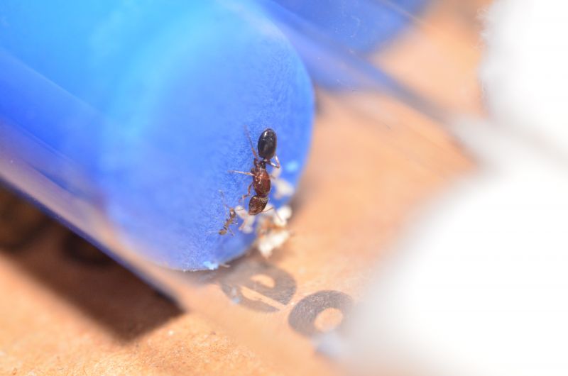 Pheidole clydei