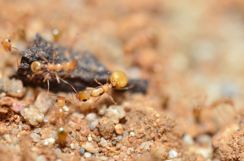 Aphaenogaster megommata