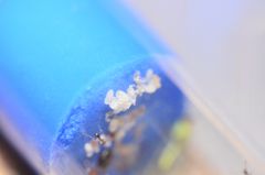 Pheidole clydei