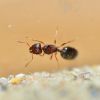 Pheidole clydei