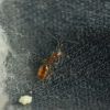 Solenopsis sp