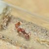 Pogonomyrmex tenuispinus