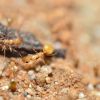 Aphaenogaster megommata