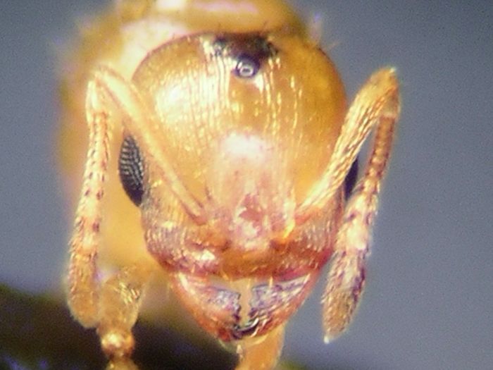 female 03