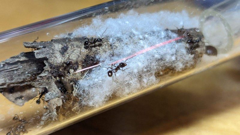 Aphenogaster picea or rudis