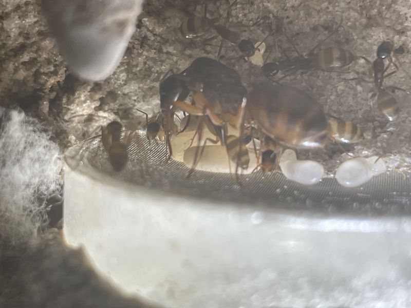 Camponotus americanus 8-8-24