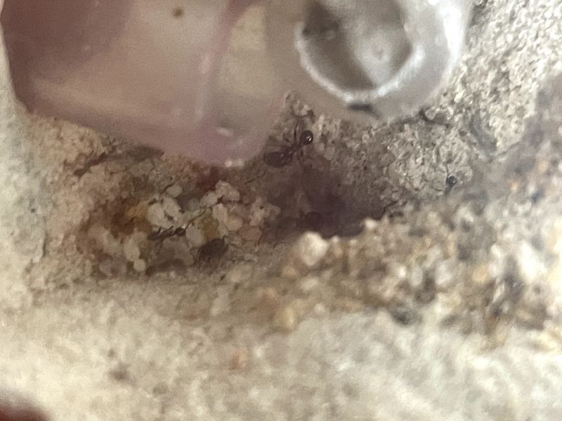 Pheidole pilifera 7-24-24