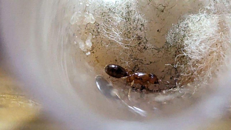 Pheidole bicarnata