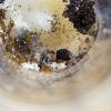 Solenopsis molesta