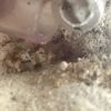 Pheidole pilifera 7-24-24