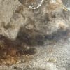 Lasius brevicornis 7-24-24