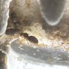 Lasius brevicornis 7-24-24