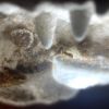 Lasius brevicornis 7-24-24