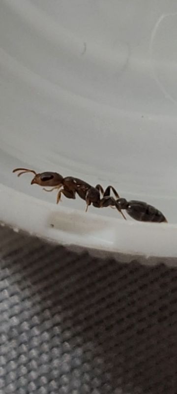 Jamaican Pseudomyrmex