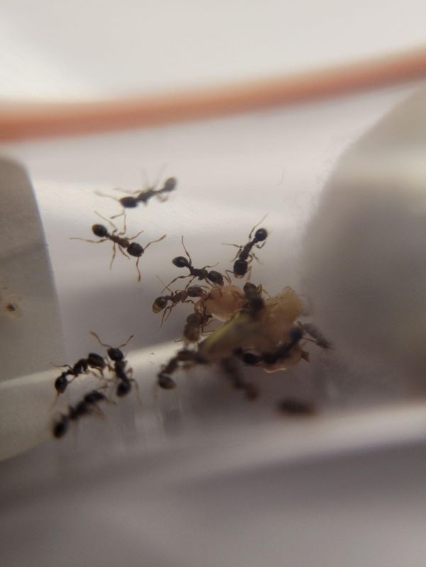 Sept 2023 New Tetramorium 1