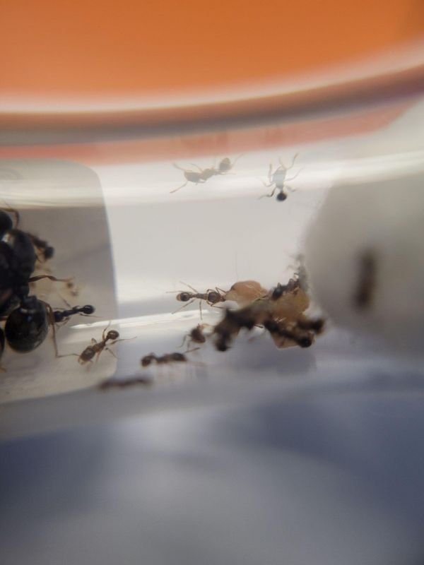 Sept 2023 New Tetramorium 2