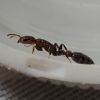 Jamaican Pseudomyrmex