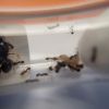 Sept 2023 New Tetramorium 2