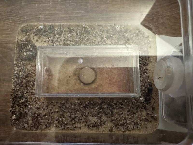 Unoccupied formicarium