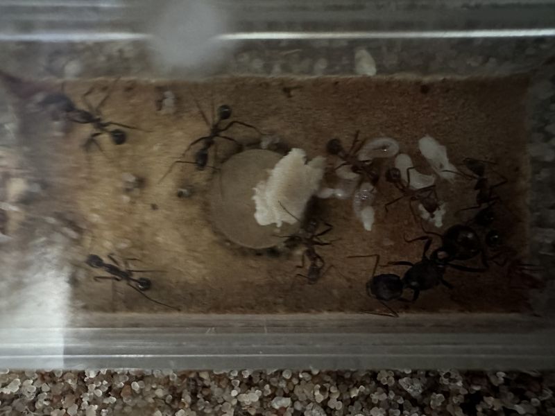 Ants finally in the nest chamber